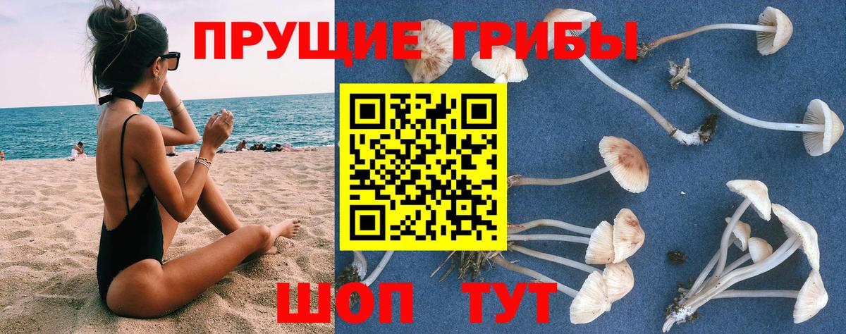 Галлюциногенные грибы Cubensis Тара
